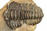 Fossil Calymene Trilobite In Nodule (Pos/Neg) - Morocco #251740-1